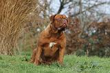 DOGUE DE BORDEAUX 170